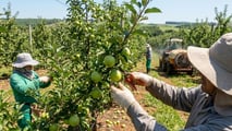 Strategie pratiche per contenere marciumi in frutteto in annate climatiche estreme
