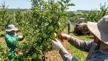 Strategie pratiche per contenere marciumi in frutteto in annate climatiche estreme