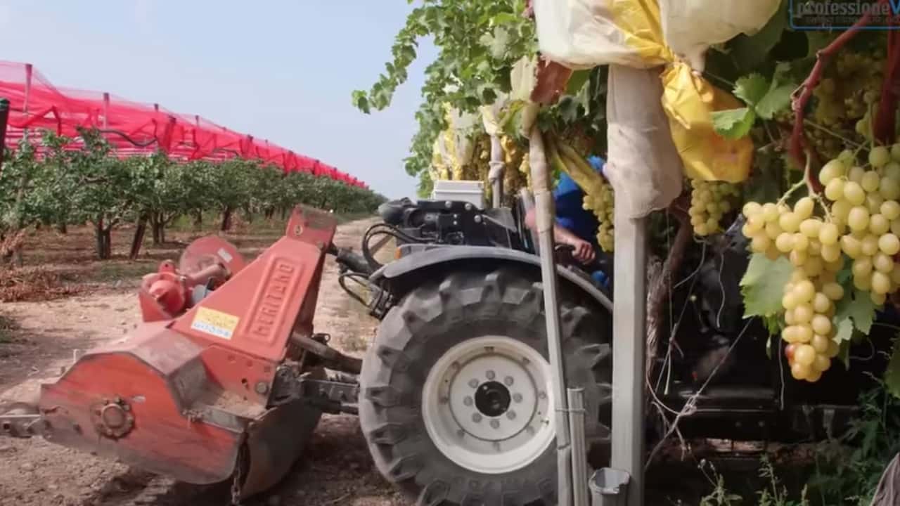Abbinare gomme e trattori specialistici ribassati nei vigneti a pergola