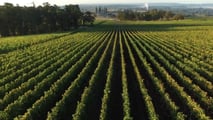 Scegliere strategie e attrezzature di diserbo e gestione del sottofila in vigneto nel rispetto di limiti normativi e obiettivi aziendali