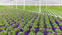  Rinnovo CCNL agricoli 2026: +5,1% e nuove tutele lavoratori