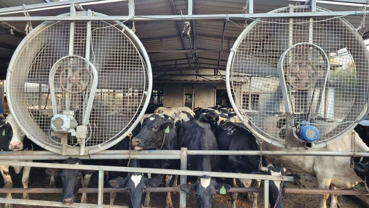 fino-al-20-in-meno-il-latte-crolla-per-londata-di-caldo