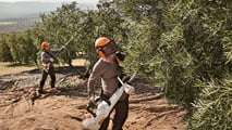 Raccolta olive 2026: la formazione sicurezza diventa obbligo