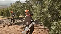 Raccolta olive 2026: la formazione sicurezza diventa obbligo