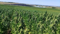 quinoa9