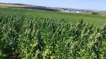 quinoa9