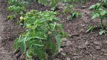 Piani radicali anti-stress per il trapianto del pomodoro da industria