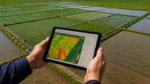 Concimazione di precisione del riso e cover crop nel 2026