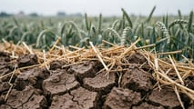 Rotazioni cereali 2026: schemi anti mal del piede e ottimizzazione dell’azoto