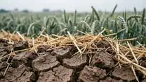 Rotazioni cereali 2026: schemi anti mal del piede e ottimizzazione dell’azoto