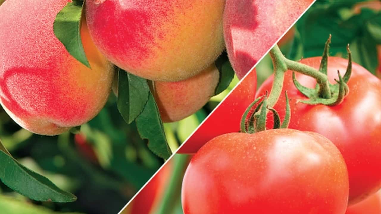 Bayer lancia a Macfrut la linea VYNYTY Pro Press