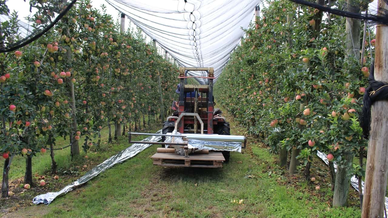 Frutta fresca Italiana: in dieci anni è calata di un terzo 