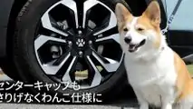 Honda'nın Köpeklere Özel Aksesuarları: Honda Dog