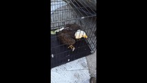 Bald eagle saved from car bumper