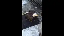 Bald eagle saved from car bumper