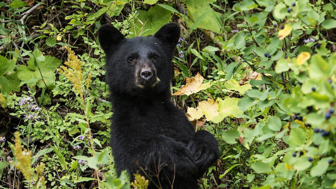 Rider Survives Encounter With a Bear