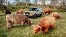 Toyota Land Cruiser First Edition (2024) und Heritage Fleet