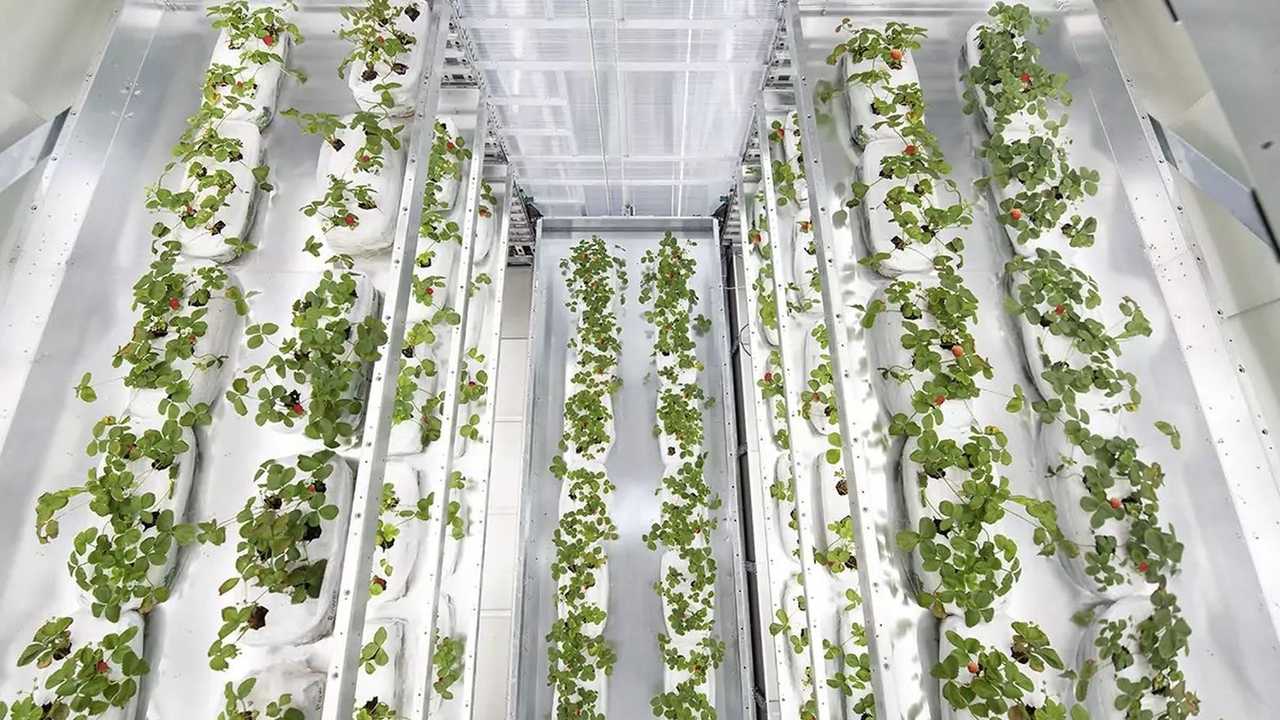 Kalera e Modula: la Supertower per le fragole