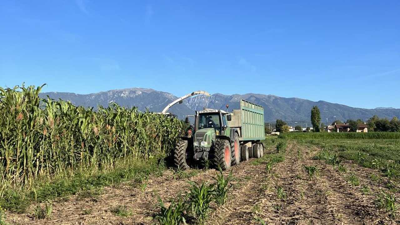 Seminart Dolce Letizia: il mix per il sorgo performante