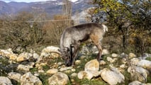 Rudolph, la Renna di Babbo Natale