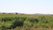 Terreni agricoli che diventano edificabili: cosa succede all’IMU?