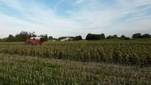 Quali ibridi di girasole alto oleico scegliere nel 2026?