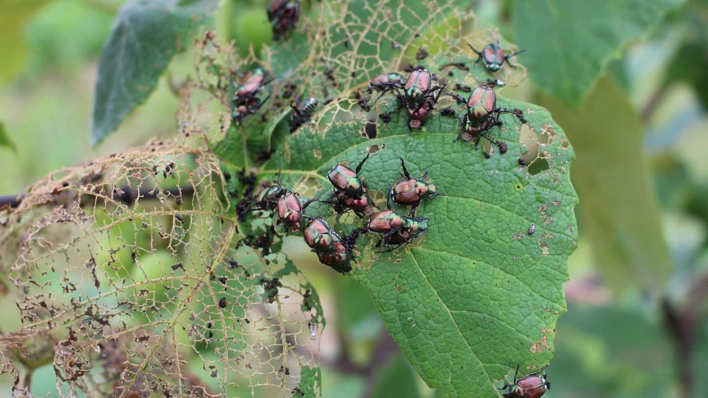 Popillia japonica e vendemmia 2026, effetti su uva e rese