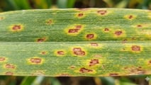 Ramularia dell'orzo: come difendersi dal seme in poi