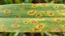 Ramularia dell'orzo: come difendersi dal seme in poi