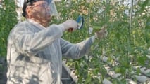 Ibridi di pomodoro e portinnesti resistenti al ToBRFV in base a resistenze genetiche, segmenti produttivi e protocolli di difesa integrata