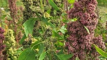 La quinoa si coltiva già su 450 ettari in Italia con PLV da 3.000 euro/ha: nel 2027 può diventare una scelta strategica per diversificare il reddito.