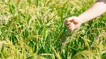 Uso mirato di biostimolanti e fitoregolatori dopo la rifinitura sul riso per gestire stress da diserbo, acqua e nutrizione senza aumentare la fitotossicità