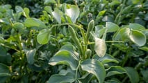 Integrazione del favino con biogas e reflui per ridurre la soia acquistata e valutare rotazioni, fertilità del suolo e convenienza degli investimenti in azienda mista