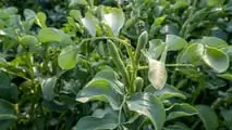 Integrazione del favino con biogas e reflui per ridurre la soia acquistata e valutare rotazioni, fertilità del suolo e convenienza degli investimenti in azienda mista