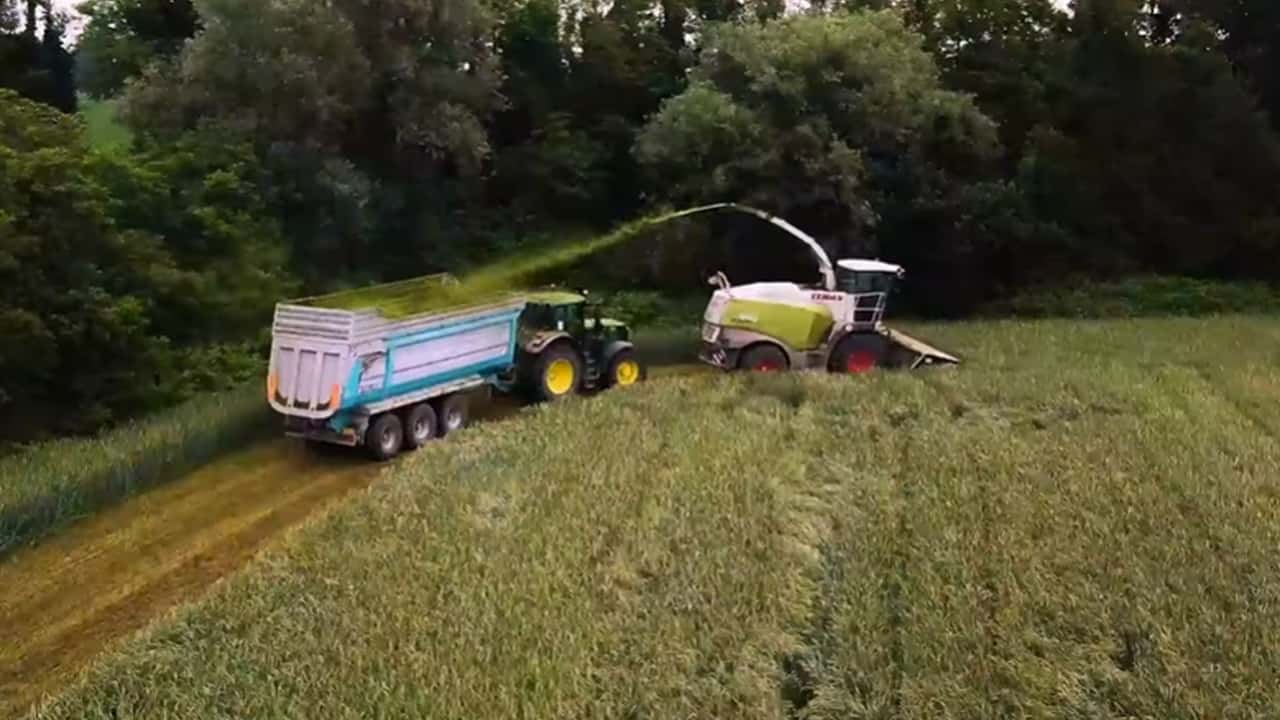 Triticale da insilato nei piani foraggeri 2026: rotazioni e rese