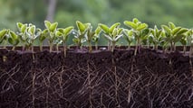 Disoccupazione agricola 2025: istruzioni INPS per i pagamenti