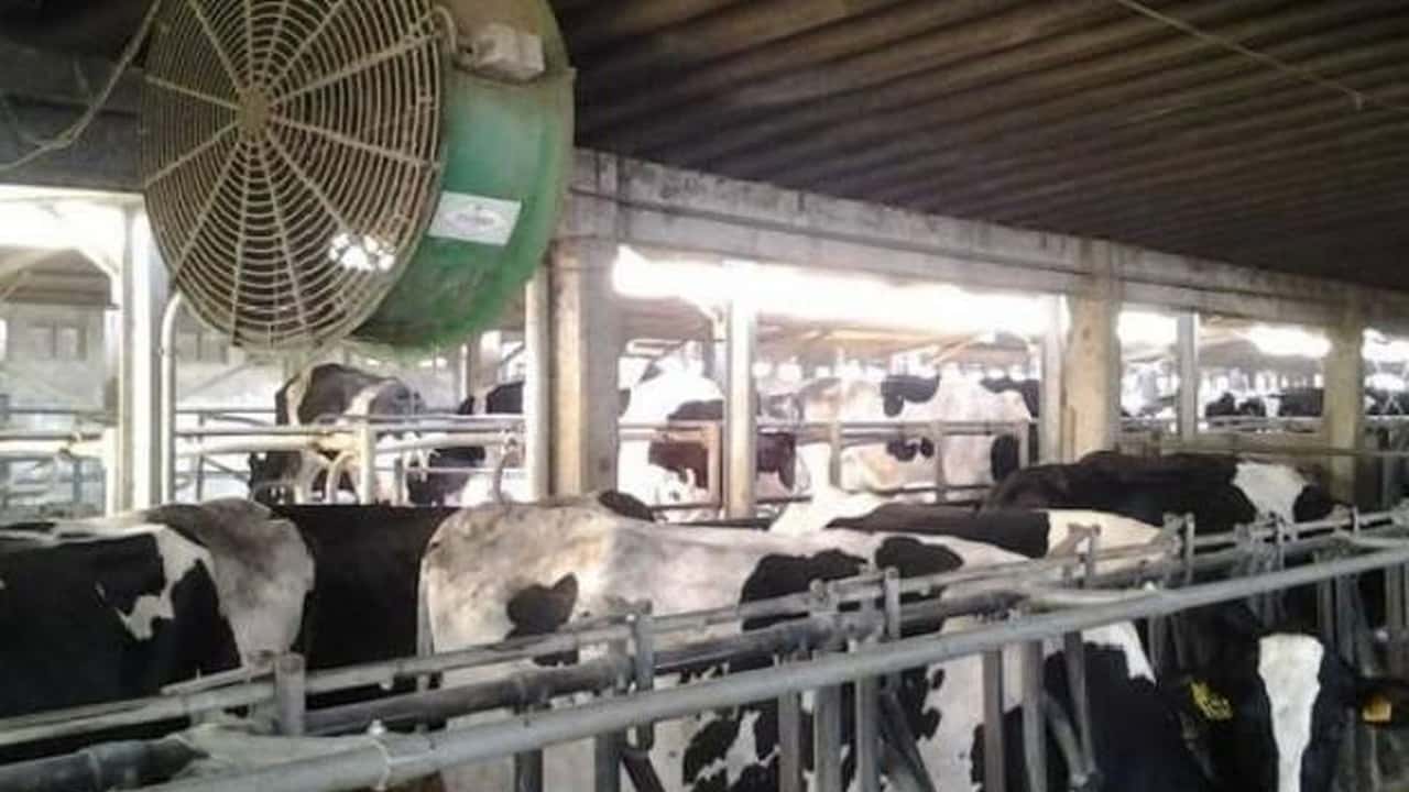 Effetti metabolici e riproduttivi dello stress da caldo nelle bovine 2026