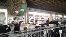 Effetti metabolici e riproduttivi dello stress da caldo nelle bovine 2026