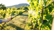 Come calcolare il rame in vigneto con la media 7 anni?