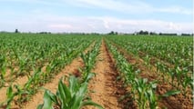 Scelte per integrare digestato e concimi organo‑minerali nel piano azotato del mais valutando rese, costi, vincoli normativi e rotazioni cerealicole

