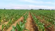 Scelte per integrare digestato e concimi organo‑minerali nel piano azotato del mais valutando rese, costi, vincoli normativi e rotazioni cerealicole
