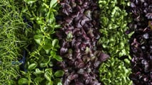 Pacchetto Omnibus e biocontrollo: cosa cambia davvero in campo?