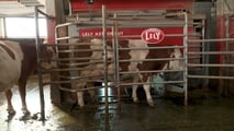 Bando benessere animale 2026: quando presentare domanda e cosa preparare