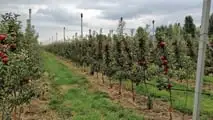 Strategie per alternare SDHI, DMI e zolfo nei trattamenti contro la ticchiolatura del melo riducendo il rischio di resistenze e mantenendo l’efficacia dei fungicidi
