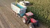Lunghezza di trinciatura insilati: come tararla sul benessere delle bovine