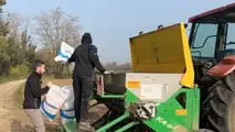 Prova varietale Seminard: dalla semina di novembre alla trinciatura, il confronto in campo tra frumento e triticale foraggeri.