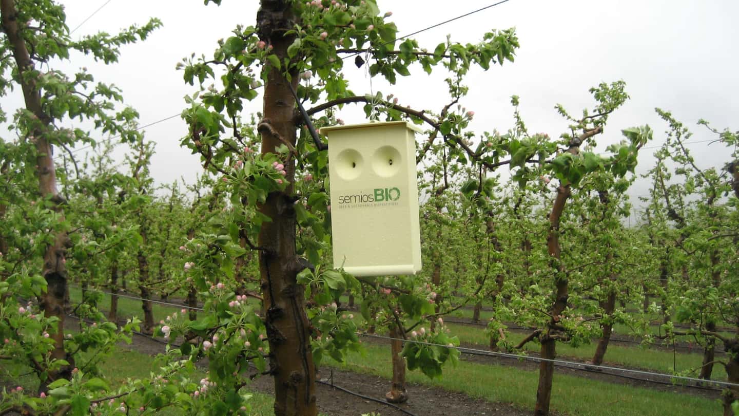 Nuovi LMR 2026: come riprogettare i programmi anti-marciumi per la frutta