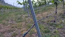 Gocciolatore autocompensante, vigneti, serre con fertirrigazione: membrana elastica e portata stabile; ala gocciolante vs puntuale