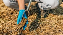 Popillia japonica 2026: gestione pratica in azienda