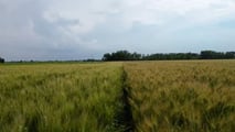 Grano duro 2026: strategie di difesa contro oidio e ruggini